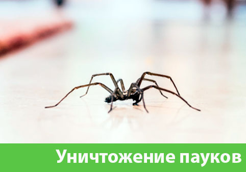 Избавиться от пауков в городе Благовещенск