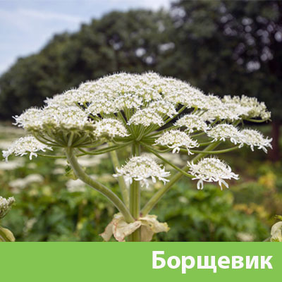 Борщевик в Благовещенске