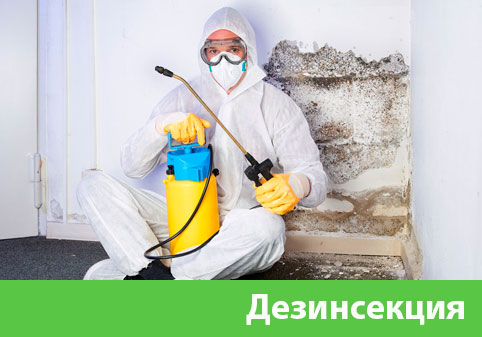 Дезинсекция в городе Благовещенск