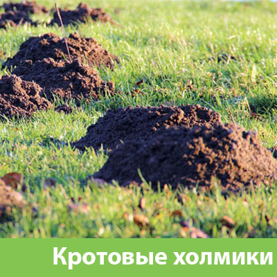 Кроты на участке в Благовещенске