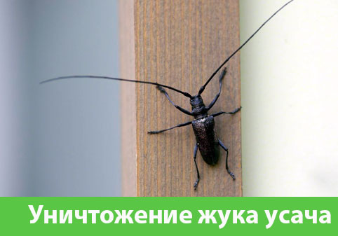 Обработка от жука усача в городе Благовещенск