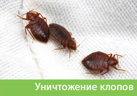 Уничтожение клопов в городе Благовещенск