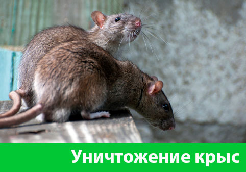 Уничтожение крыс в городе Благовещенск