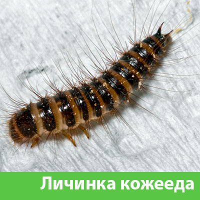 Личинка Кожееда в Благовещенске