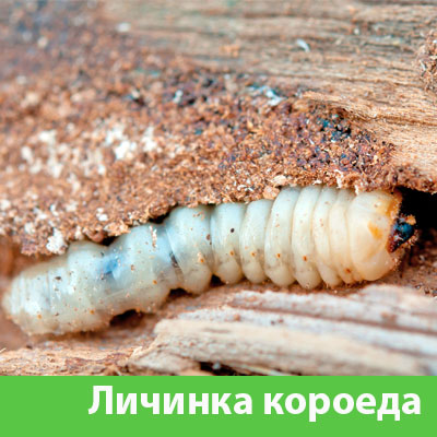 Уничтожение личинок короеда в Благовещенске