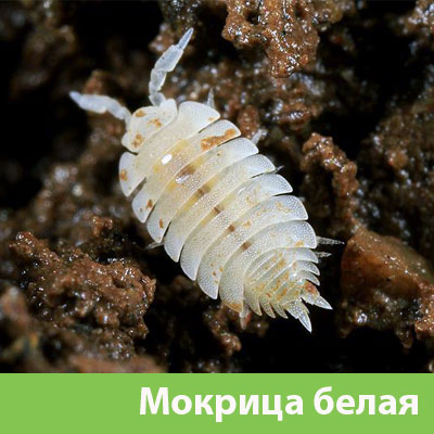 Мокрица в Благовещенске фото