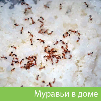 Муравьи в доме в Благовещенске