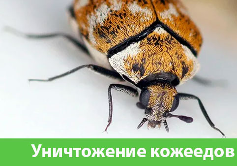 Обработка от кожееда в городе Благовещенск 