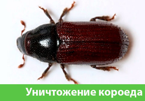 Обработка от короеда в городе Благовещенск