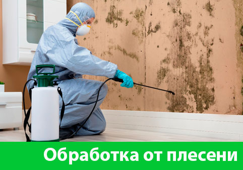 Обработка от плесени в городе Благовещенск