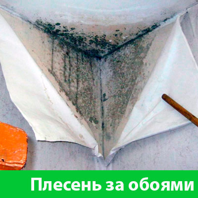 Удаление плесени в Благовещенске