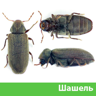 Обработка от шашеля в городе Благовещенск