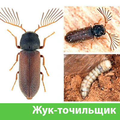 Уничтожение точильщика и личинок в Благовещенске