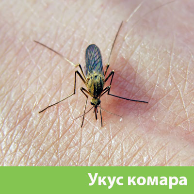 Укусы комаров в Благовещенске