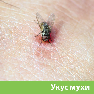 Уничтожение мух в Благовещенске