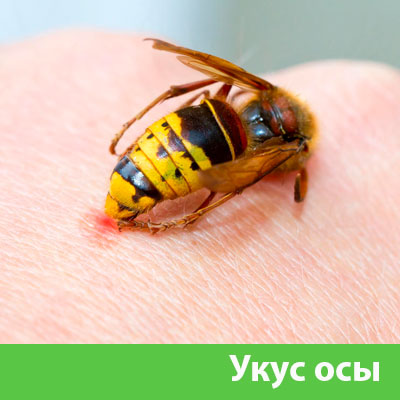 Профессиональное уничтожение ос и шершней в Благовещенске