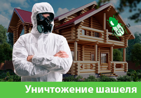 Уничтожение шашеля и личинок в Благовещенске