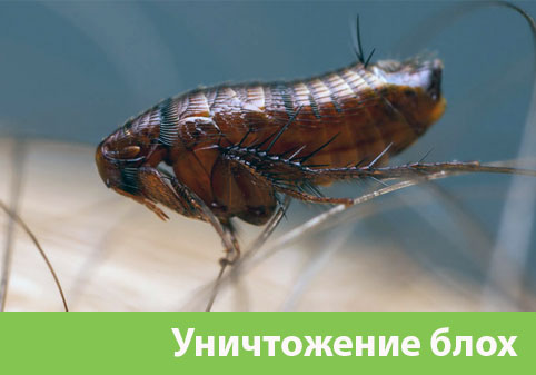 Уничтожение блох в городе Благовещенск