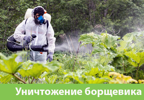 Уничтожение Борщевика в городе Благовещенск
