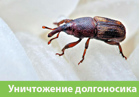 Уничтожение долгоносиков в городе Благовещенск