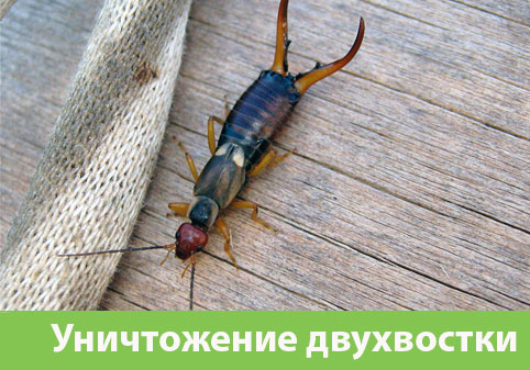 Уничтожение двухвостки в городе Благовещенск