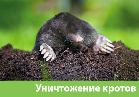 Уничтожение кротов в городе Благовещенск