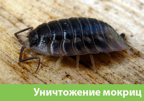 Мокрицы в квартире в городе Благовещенск