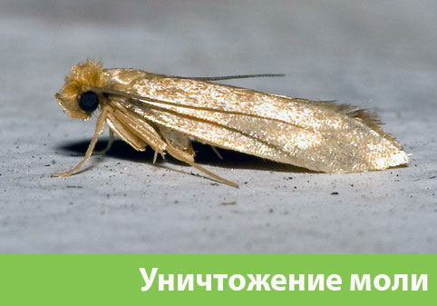 Уничтожение моли в городе Благовещенск 