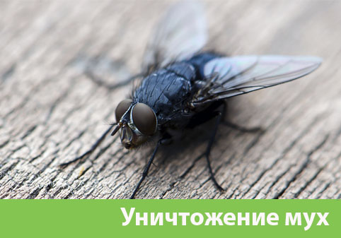 Уничтожение мух в городе Благовещенск