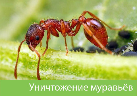 Уничтожение муравьёв в городе Благовещенск