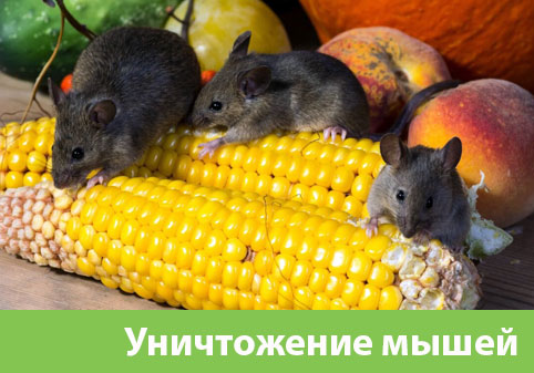 Уничтожение мышей в Благовещенске