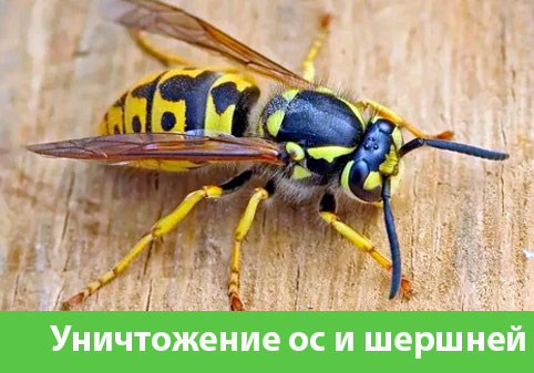 Уничтожение ос и шершней в городе Благовещенск