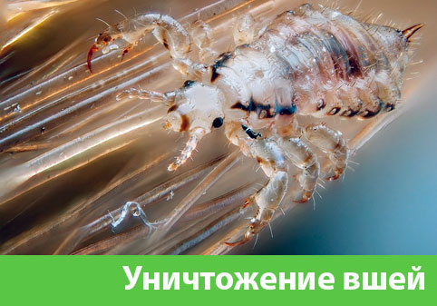 Уничтожение вшей в городе Благовещенск